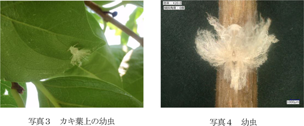 写真3：カキ葉上の幼虫、写真4：成虫（提供：奈良県病害虫防除所）