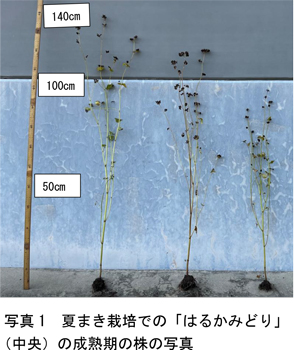 夏まき栽培の「はるかみどり」（中央）成熟期の株。左：常陸秋そば（夏まき標準品種）、右：NARO-FE-1（春まき標準品種）（2023年11月20日に育成地・熊本県合志市で撮影）