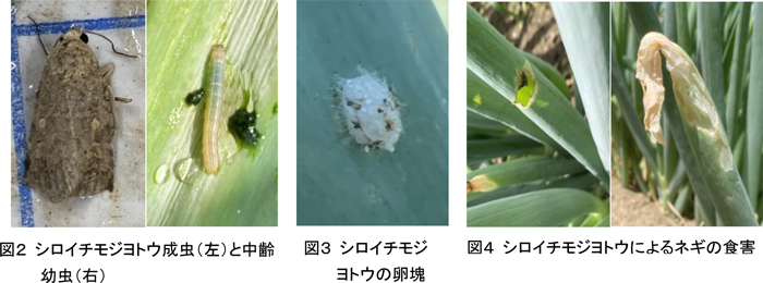 図2：シロイチモジヨトウ成虫（左）と中齢幼虫、図3：シロイチモジヨトウの卵塊、図4：シロイチモジヨトウによるネギの食害（提供：富山県農林水産総合技術センター）