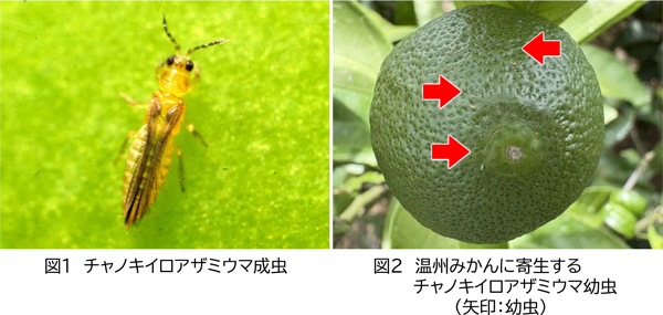 図1：チャノキイロアザミウマ成虫と図2：温州みかんに寄生するチャノキイロアザミウマ幼虫。矢印＝幼虫（提供：静岡県病害虫防除所）