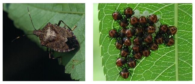 クサギカメムシ成虫（左）、クサギカメムシ卵塊とふ化幼虫（写真提供：山形県病害虫防除所）