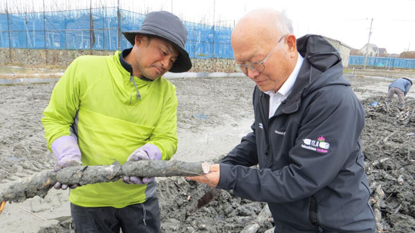 写真2：レンコンの断面から腐敗病の発生がないことを確認するＪＡ大津松茂の佐々木伸夫組合長（右）とレンコン生産者