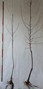 1年育成（左）と2年育成（右）のフェザー苗（提供：長野県果樹試験場）