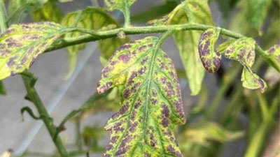 【特殊報】トマトにトマト黄化病　県内で初めて確認　高知県