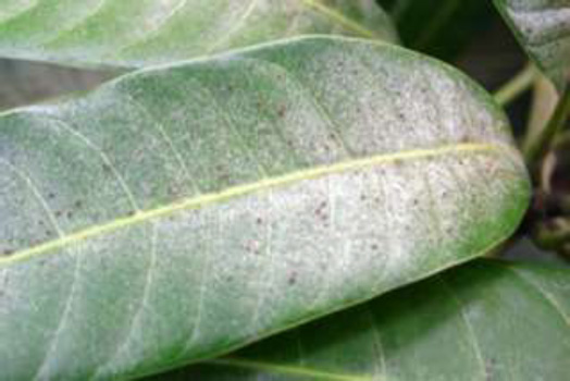 図4：被害葉（提供：沖縄県病害虫防除技術センター）