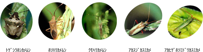 左から、トゲシラホシカメムシホソハリカメムシクモヘリカメムシアカスジカスミカメアカヒゲホソミドリカスミカメ（提供：福井県農業試験場病害虫防除室）