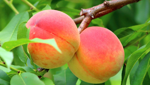 【注意報】モモ、カンキツなどに果樹カメムシ類　県西部で多発　高知県