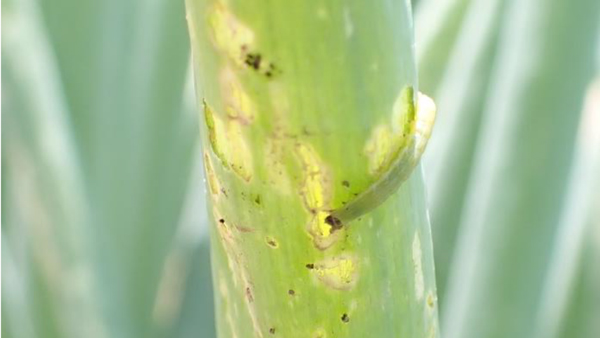 ネギを食害するシロイチモジヨトウ中齢幼虫（写真提供：埼玉県病害虫防除所）