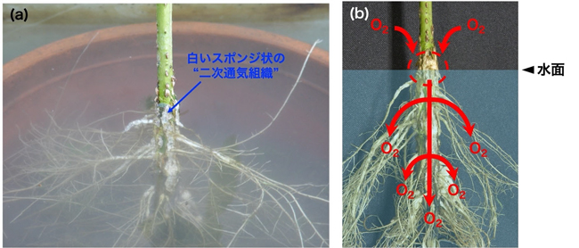 図1. ダイズが形成する二次通気組織とその機能（a）ダイズを栽培したポットごと水に沈め、2週間ほどたつと水中にある胚軸や根に白いスポンジ状の二次通気組織（青矢印）が形成される。（b）二次通気組織は水面の少し上まで形成されることから、そこから酸素を取り込んで、根へと輸送する。酸素の輸送のイメージは赤矢印。