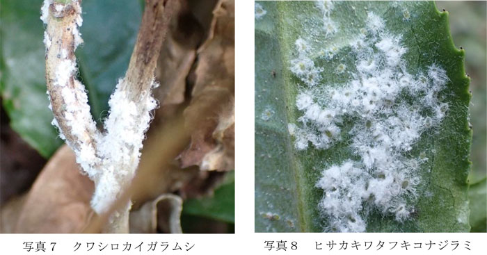 左から、写真7：クワシロカイガラムシ、写真8：ヒサカキワタフキコナジラミ（提供：京都府病害虫防除所）