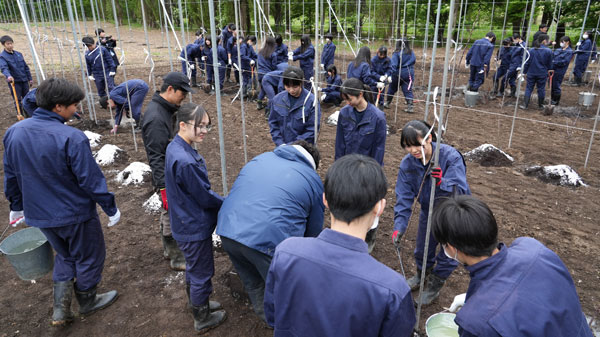 高密植栽培の苗木定植実習のようす