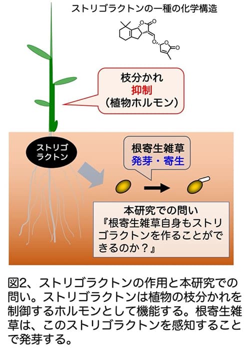 根寄生雑草が宿主植物由来の発芽シグナル分子　生産能力を有すると解明　明治大_02.jpg