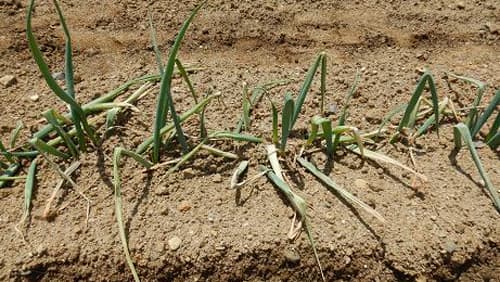 【特殊報】ネギリゾクトニア葉鞘腐敗病　県内で初めて確認　宮城県