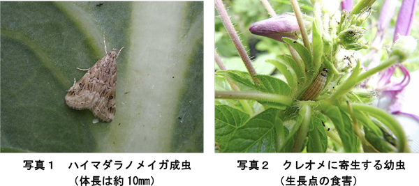 写真1：ハイマダラノメイガ成虫。体長は約10mmと写真2：クレオメに寄生する幼虫。生長点の食害（提供：兵庫県病害虫防除所）