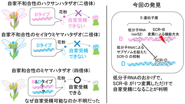 図左：倍数体の自家受精の進化の謎。種間交雑に由来する倍数体種では、自家受精を防ぐ鍵と鍵穴のシステムも倍加するので、自家受精に進化する確率はより低くなると考えられていた。  図右：今回、低分子RNAが片親ゲノム上のSCR D遺伝子の発現を抑えていることがわかり、SCR B遺伝子にだけ変異が生じれば自家受精が可能になることを明らかにした。