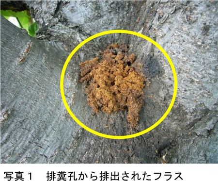 写真1：排糞孔から排出されたフラス（提供：千葉県農林総合研究センター病害虫防除課）