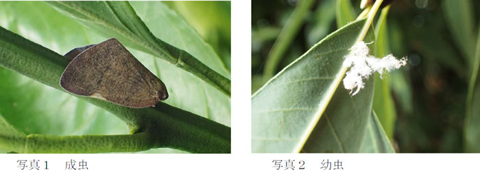 左から、写真1：成虫、写真2：幼虫（提供：山口県病害虫防除所）
