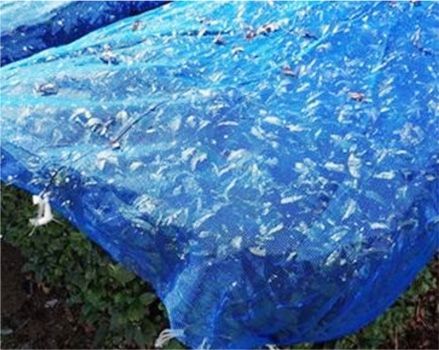 写真5：チャの秋整枝後のネット被覆（提供：埼玉県病害虫防除所）