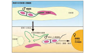 植物の精細胞が「一皮むけた」瞬間を撮影　重複受精の仕組みの一端を明らかに　横浜市立大-1s.jpg