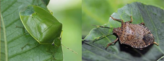 果樹カメムシ類「ツヤアオカメムシ」の成虫と「クサギカメムシ」の成虫（写真提供：兵庫県病害虫防除所）