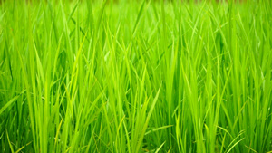 【注意報】斑点米カメムシ類　県内全域で多発のおそれ　石川県.jpg