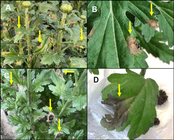 キク栽培ほ場で確認した褐色の輪紋症状(A、B)および葉縁部が褐色に枯れる症状（写真提供：佐賀県農業技術防除センター）