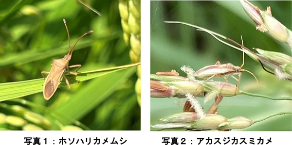 写真1：ホソハリカメムシと写真2：アカスジカスミカメ（提供：奈良県病害虫防除所）