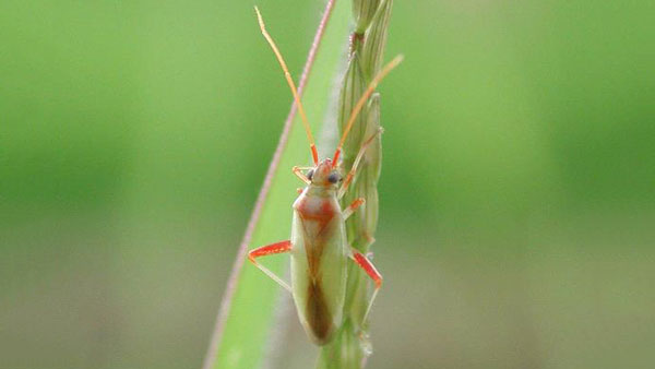 アカスジカスミカメ成虫（写真提供：京都府病害虫防除所）