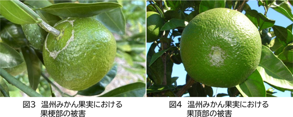 図3：温州みかん果実における果梗部の被害と図4：温州みかん果実における果頂部の被害（提供：静岡県病害虫防除所）