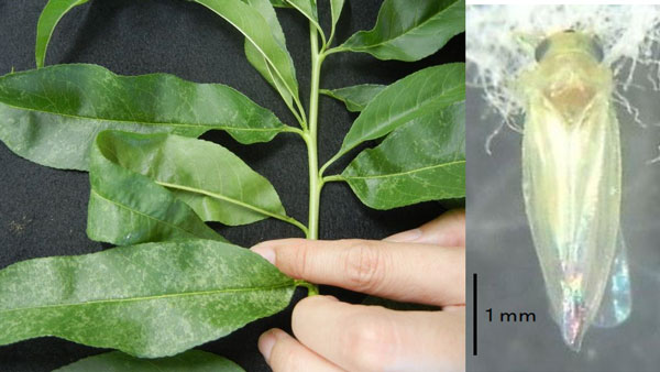 モモの被害葉と成虫（写真提供：福岡県農林業総合試験場）