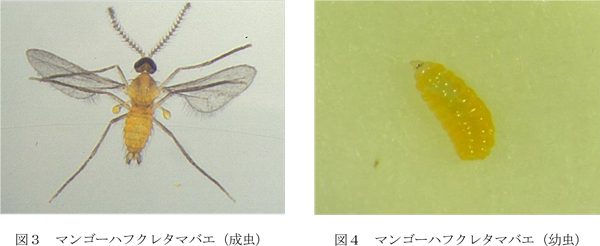 図3：マンゴーハフクレタマバエ（成虫）と図4：マンゴーハフクレタマバエ（幼虫）（提供：沖縄県病害虫防除技術センター）