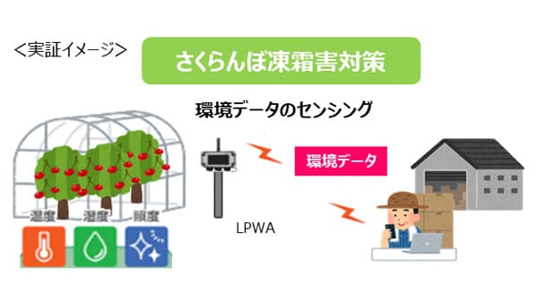 さくらんぼ凍霜害対策の実証イメージ