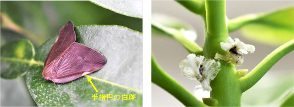 左から、図1：カンキツ葉上の成虫図、図2：シキミ枝上の幼虫（提供：宮崎県病害虫防除・肥料検査センター）