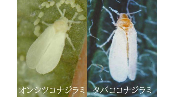 図3：コナジラミ類（提供：山口県病害虫防除所）