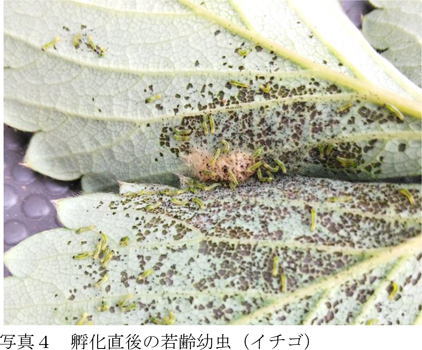 写真4：孵化直後の若齢幼虫（イチゴ）（提供：福島県病害虫防除所）