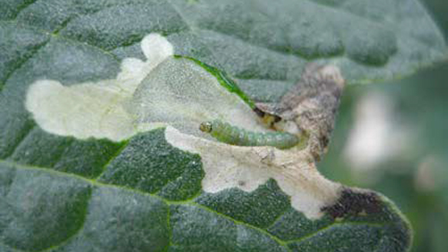 幼虫と食葉被害（写真提供：高知県病害虫防除所）
