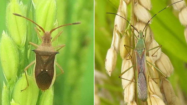 左から、ホソハリカメムシ（体長9～11ミリ）、クモヘリカメムシ（体長15～17ミリ）（写真提供：大分県農業研究部病害虫対策チーム）