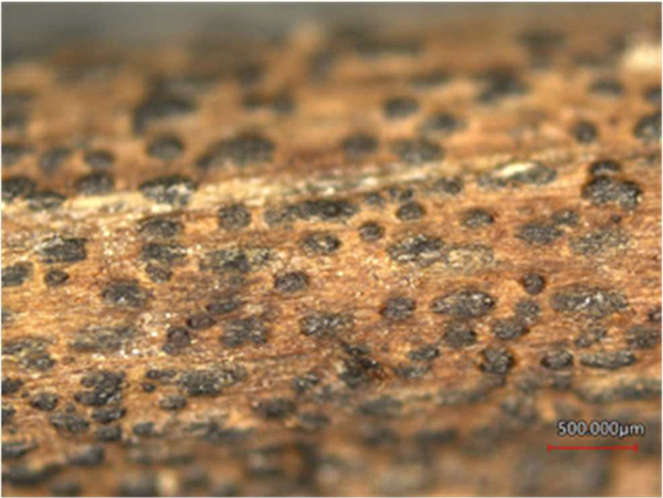 実体顕微鏡下で観察された柄子殻（茎上、バーは0.5mm）（写真提供：兵庫県病害虫防除所）