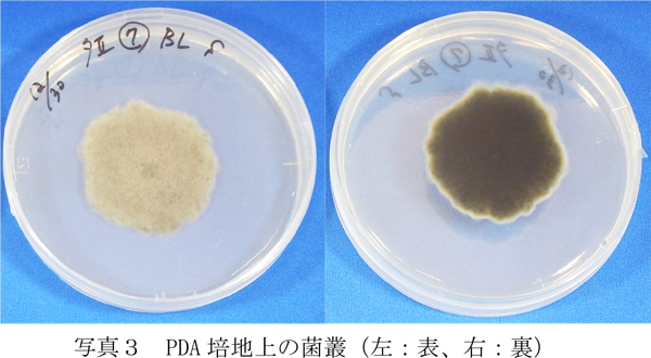 写真3：PDA培地上の菌叢（左：表、右：裏）（提供：愛知県農業総合試験場）