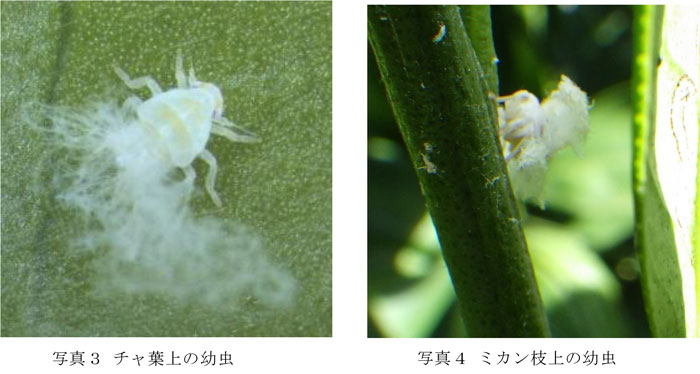 左から、写真3：チャ葉上の幼虫、写真4：ミカン枝上の幼虫（提供：京都府病害虫防除所）