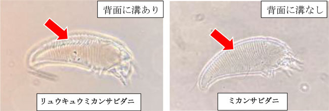 図3：形態の特徴（生物顕微鏡）（写真提供：熊本県病害虫防除所）