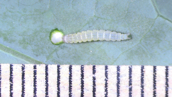 写真2：コナガ幼虫（提供：石川県農林総合研究センター農業試験場）