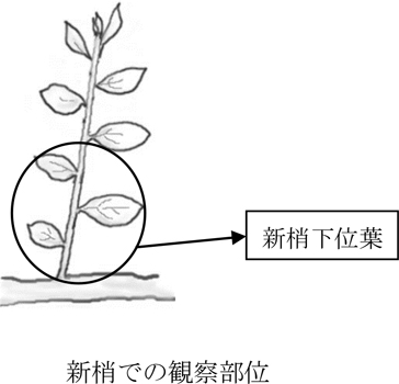 新梢での観察部位