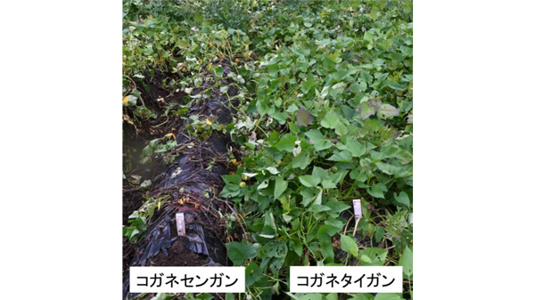 多収でサツマイモ基腐病などに抵抗性　原料用サツマイモ「コガネタイガン」育成　農研機構.jpg