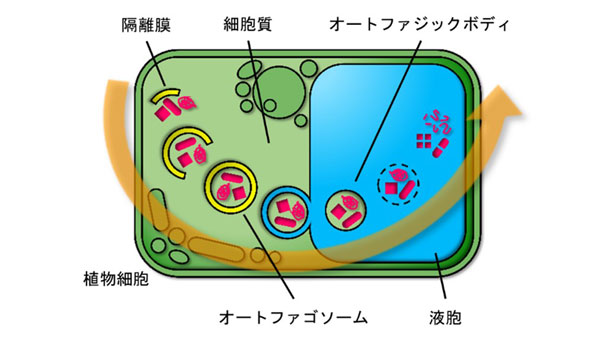 植物細胞におけるオートファジーの過程