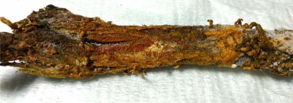 罹病部に形成された赤い子のう殻（写真提供：福井県農業試験場）