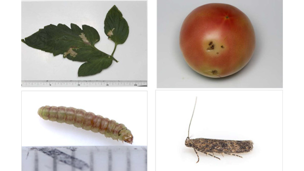 左上・写真1：トマト葉の食痕（以下、写真提供：道南農業試験場） 右上・写真2：トマト果実の食害痕 左下・写真3：圃場で確認された幼虫 右下・写真4：トマトキバガ成虫