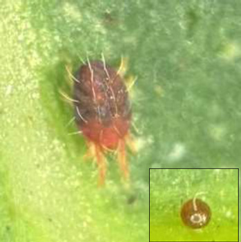 図2：マンゴーツメハダニの雌成虫と卵（提供：沖縄県病害虫防除技術センター）