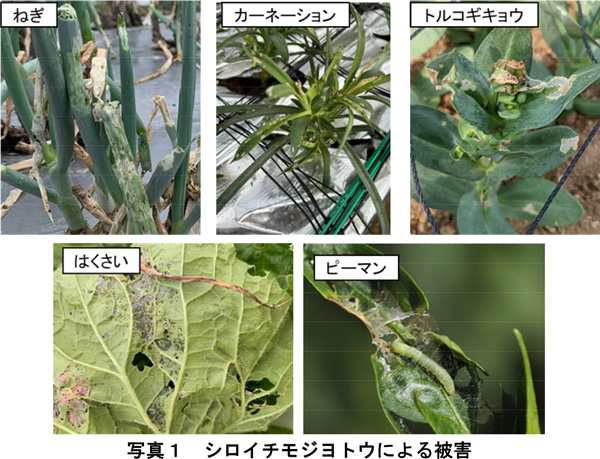 写真1：シロイチモジヨトウによる被害（提供：兵庫県病害虫防除所）