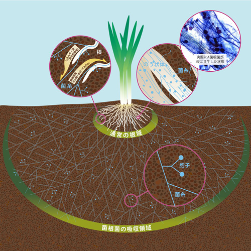 図1：アーバスキュラー菌根菌共生の模式図